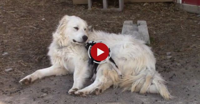  A Shepherd Dog And A Kid Goat Get Acquainted - Their Behavior Will Make You Smile! 