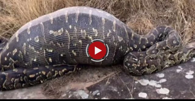 Python Dies After Eating Porcupine And Its Quills Puncture The Stomach / Snakes