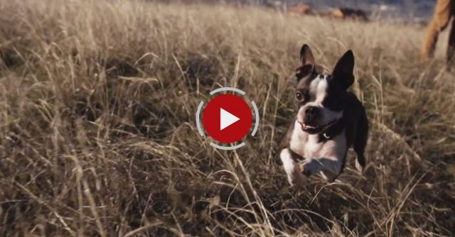 Boston Terrier Having The Best Day Ever