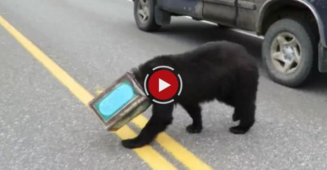 Bear With Head Stuck In Can Is Rescued By Fish And Game Biologists