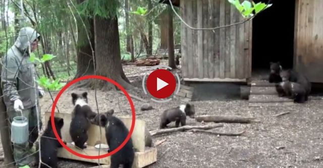 Activist Documents Feeding Time Routine For Orphaned Bear Cubs