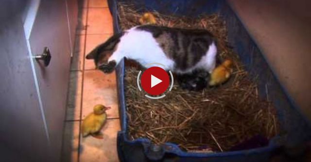 These Ducklings Could Be In Danger, But Look What Happens!