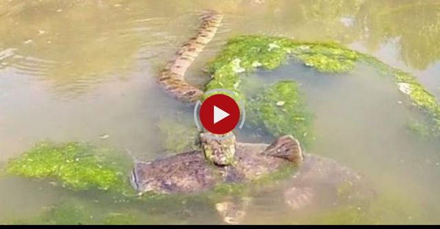 Snake Vs. Catfish