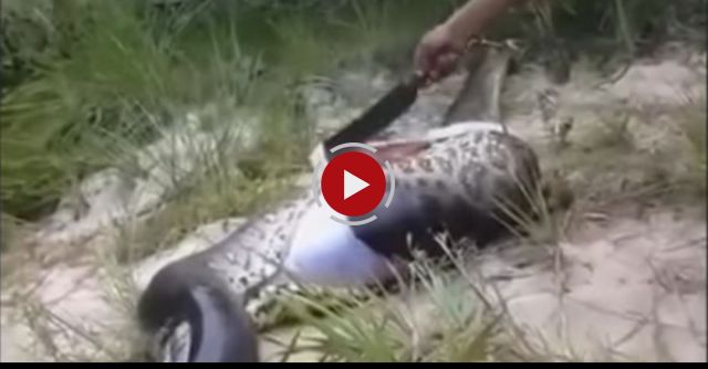 Anaconda Died Because Of Eating Another Snake