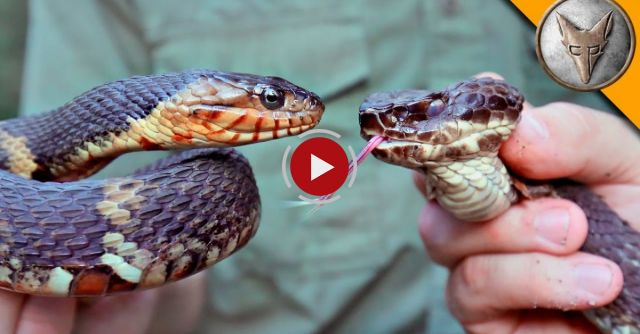 Cottonmouth Vs Water Snake!