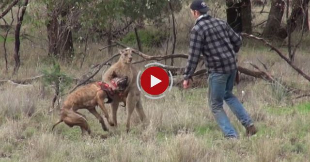 Man Punches Kangaroo In The Face To Save His Dog 