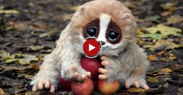 10 CUTE Animals That Can KILL You