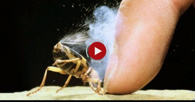 15 Incredible Animals With Real Superpowers