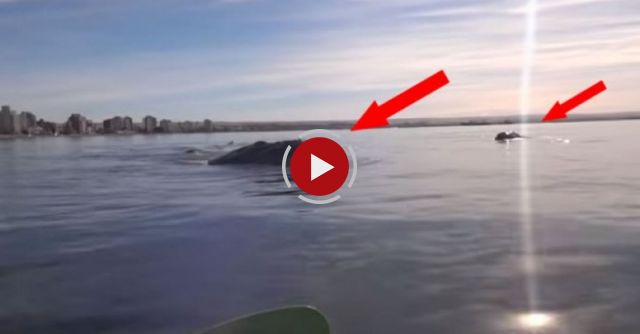 The Incredible Experience Of Riding A Whale In A Kayak!