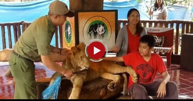 Was This Taman Safari Indonesia Lion Drugged?