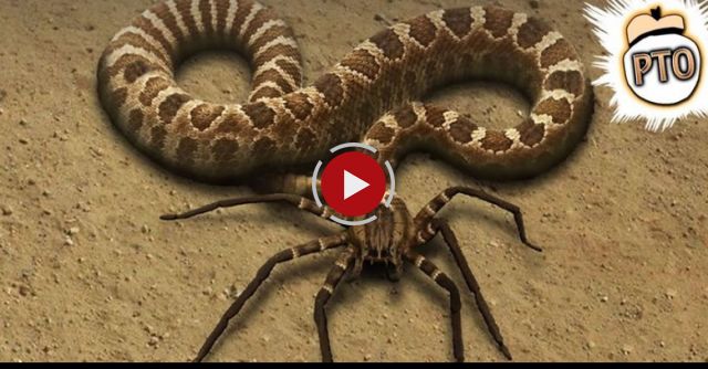 10 Crazy Animal Hybrids That Actually Exist