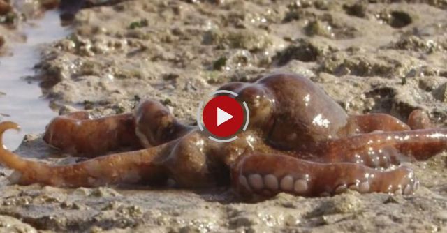 The Amazing Octopus That Can Walk On Dry Land - The Hunt: Episode 6 Preview - BBC One