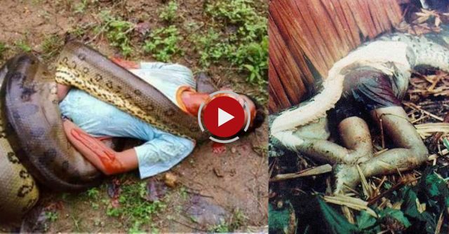 11 Real Anaconda Attacks On Human Caught On Camera | 2016