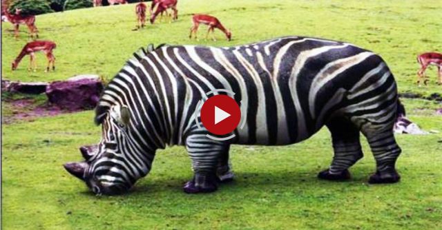 20 Bizarre Hybrid Animal That Actually Exist