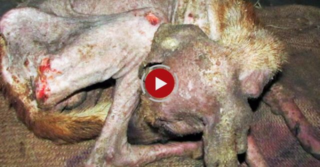 Amazing Transformation Of Starving Street Dog Too Sick To Eat