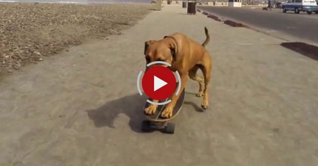 Happy Dog Skateboarding