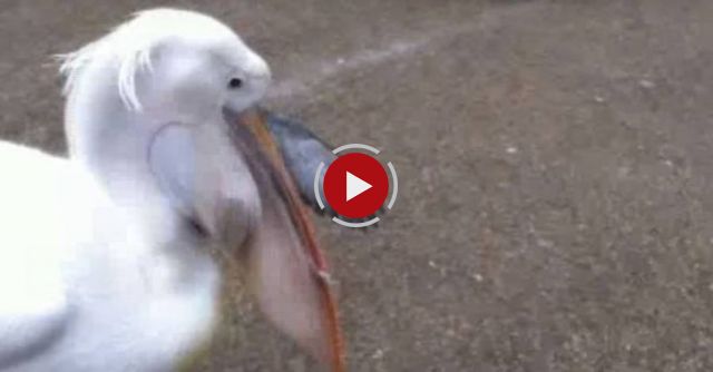 Pigeon Is Swallowed Whole By A Pelican