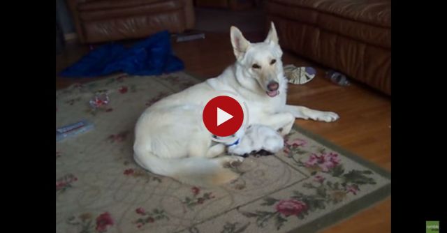 White German Shepherd Cuddles Baby Goat