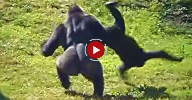 Ape Attacks & Gorilla Fights!  Crazy Apes!