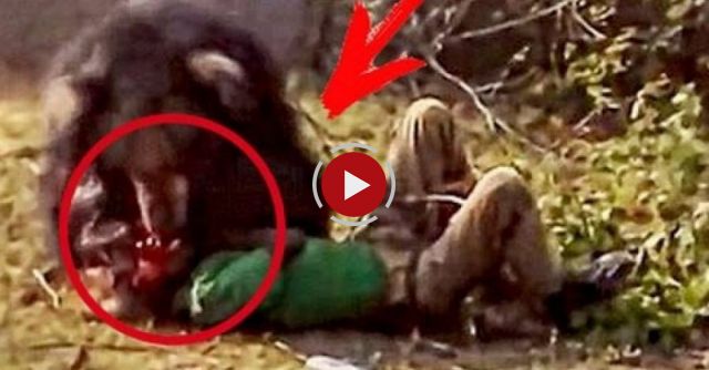 Bear Kills People! The Terrible Attacks Of Bears On Humans / The Biggest Selection Of 2016