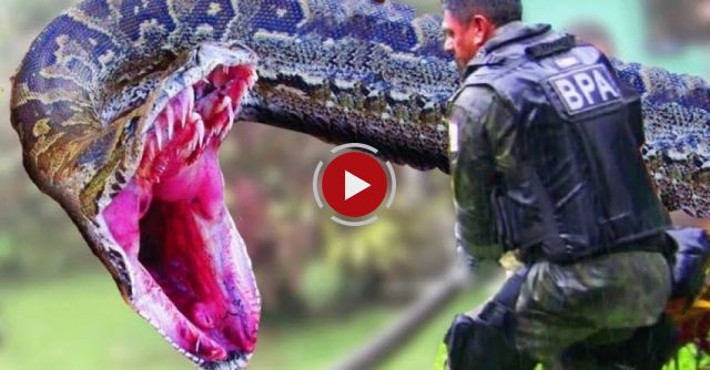 A Spine-Tingling Encounter Between A Giant Anaconda & A Soldier Will Throw You Off Your Seat. OMG!