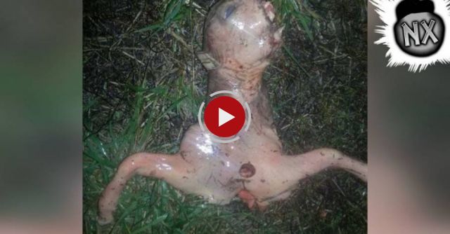 7 Creepiest Things Found In The Woods