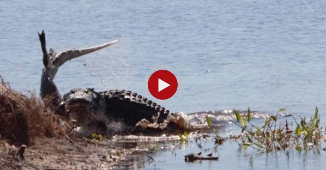 Video Shows Gator Eating Gator