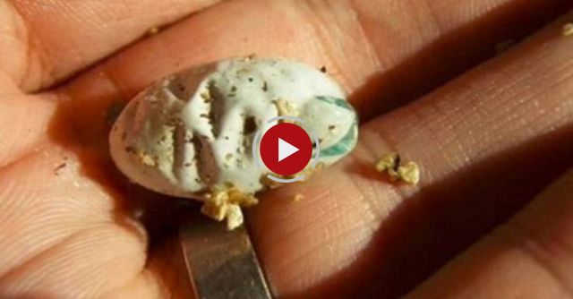 He Picks Up A Tiny Egg And Places It In His Hands. When It Hatches, He Can’t Believe His Eyes