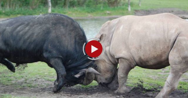 Rhino Kills Buffalo In Epic Battle 