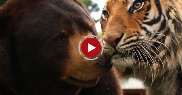 The Lion, Tiger And Bear Are Best Friends.