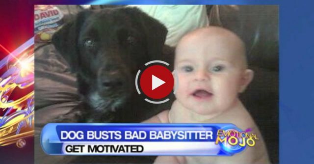 Dog Saved Baby From An Abusive Babysitter