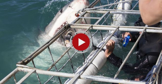 Great White Shark Attacks Diver, Near-Death Experience