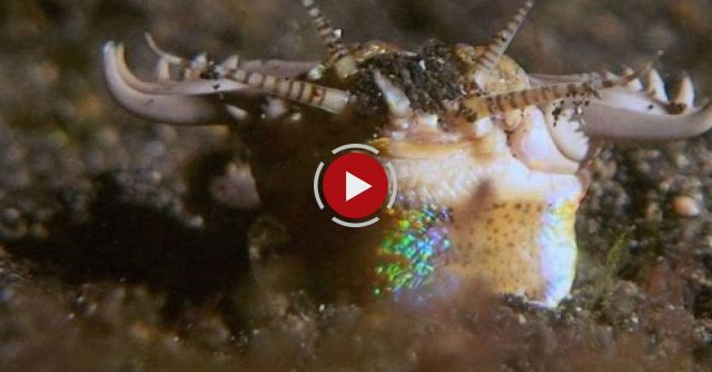 This Terrifying Worm Snatches Fish From The Ocean Floor