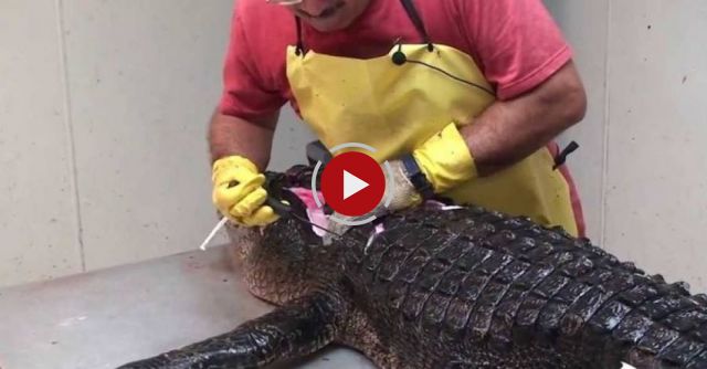 How To Clean, Fillet, Debone And Skin An Alligator