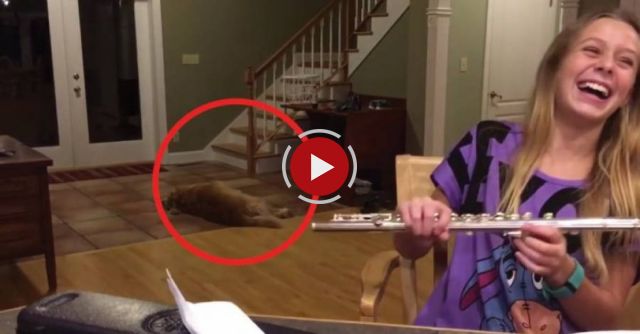 Dog Howling At Flute Playing