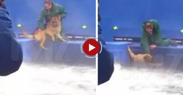 Terrified German Shepherd Is Forced Into Rough Water On Set To Film 'A Dog's Purpose'