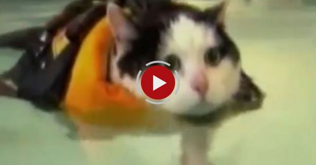 News Anchor Can't Stop Laughing At A Fat Cat Swimming