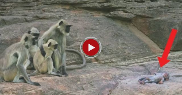 Langur Monkeys Grieve Over Fake Monkey - Spy In The Wild: Episode 1 Preview - BBC One