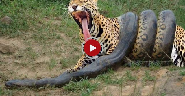 Giant Anaconda Vs Jaguar - Python Vs Tiger - Python Vs Leopard