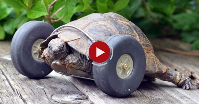 Tortoise, 90, Gets Wheels For Legs After Rat Attack