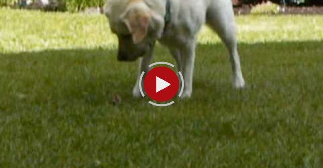 Baby Squirrel And Dog Playing