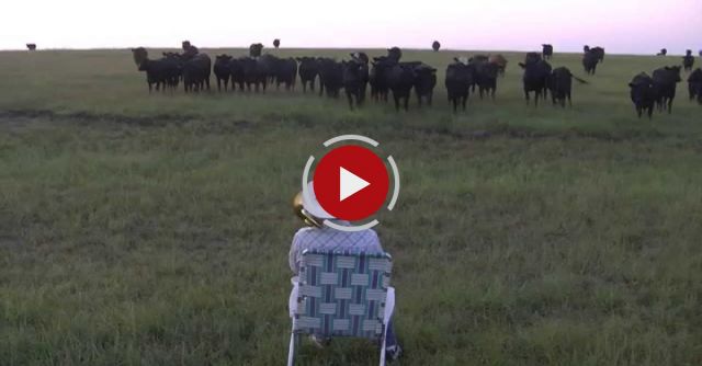 Serenading The Cattle With My Trombone (Lorde - Royals)