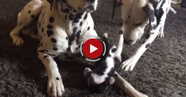 Adorable Foster Kitten Plays With Two Dalmatians