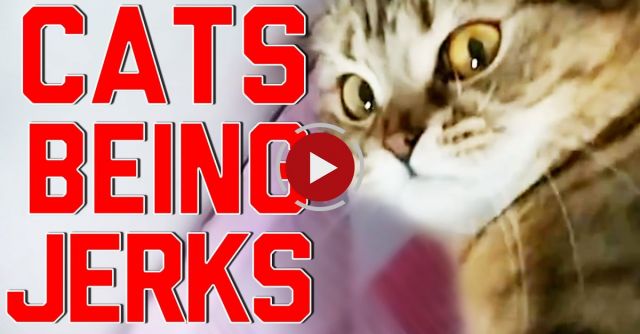 Cats Being Jerks Video Compilation 