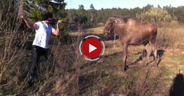 Man Vs Moose In Sweden 