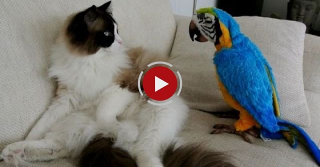 Timo The Ragdoll Cat Meets Fur Real Parrot